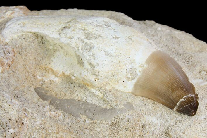 Rooted Mosasaur (Prognathodon) Tooth - Morocco #150253